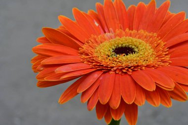 Güzel Gerbera çiçeği. Yakın görüş.