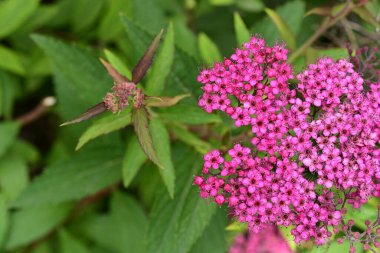 Bahçedeki pembe çiçekleri kapat.