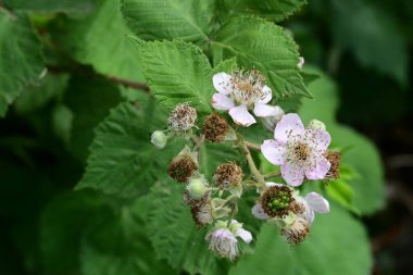 Bahçede büyüyen güzel çiçeklerin yakın çekim görüntüsü                         