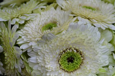 Bahçedeki güzel beyaz çiçekler