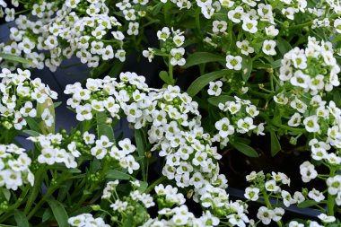 Bahçede beyaz çiçekler