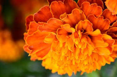 Yaz bahçesindeki güzel çiçeğin yakın görüntüsü.