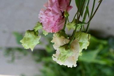 Güneşli yaz gününde bahçede yetişen güzel çiçekler.