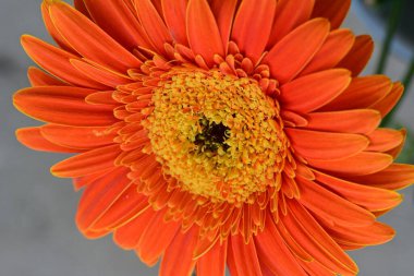 Yaz bahçesindeki güzel çiçeğin yakın görüntüsü.