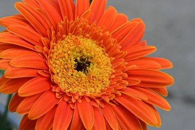 gerbera çiçek yakın çekim