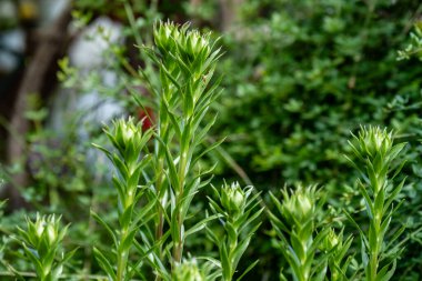 Güneşli yaz gününde bahçede yetişen güzel çiçekler.