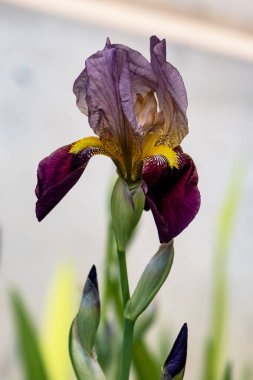 İris çiçekleri yakın çekim