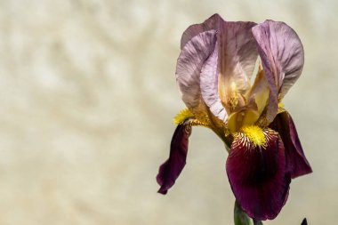 İris çiçekleri yakın çekim