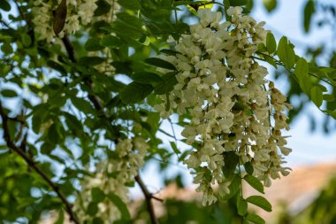 Açan akasya ağacını kapat