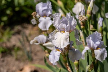 Bahçedeki güzel iris çiçeklerine yakın çekim