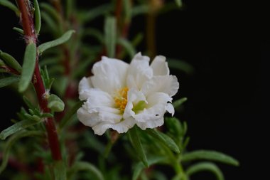 Bahçede büyüyen güzel beyaz çiçekler