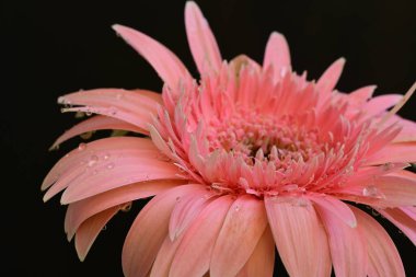 Güzel pembe gerbera çiçeği üzerine siyah
