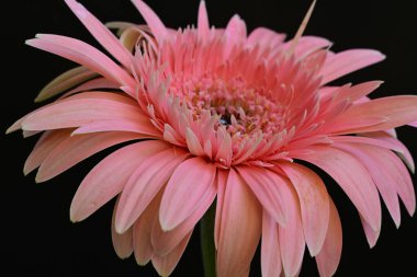 Güzel pembe gerbera çiçeği üzerine siyah