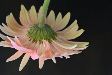 Güzel pembe gerbera çiçeği üzerine siyah