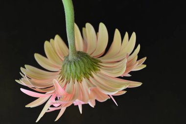 Güzel pembe gerbera çiçeği üzerine siyah