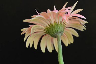 Güzel pembe gerbera çiçeği üzerine siyah