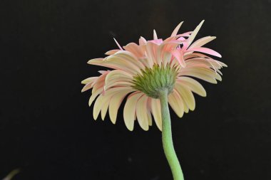 Güzel pembe gerbera çiçeği üzerine siyah