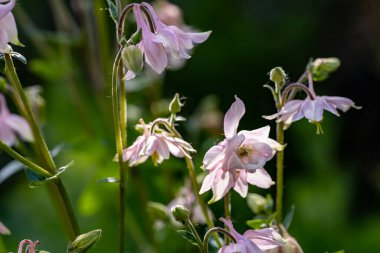 Bahçede yetişen pembe çiçeklere yakın.