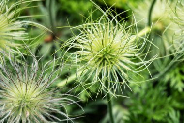 Güneşli yaz gününde bahçede yetişen güzel çiçekler.