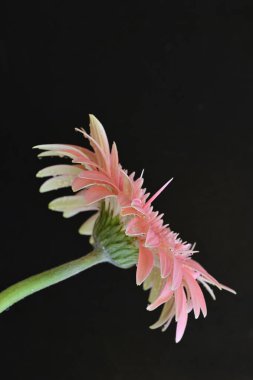 Siyah arkaplanda pembe gerbera çiçeği