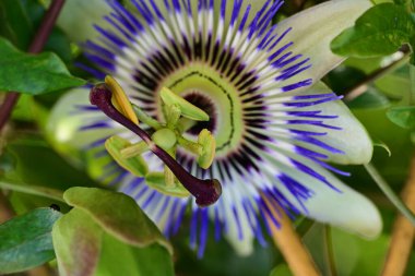 Mavi tutku çiçek (passiflora caerulea)