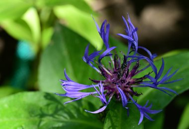 Yaz bahçesindeki güzel çiçeğin yakın görüntüsü.