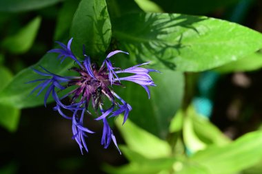 Yaz bahçesindeki güzel çiçeğin yakın görüntüsü.