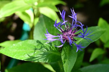 Yaz bahçesindeki güzel çiçeğin yakın görüntüsü.