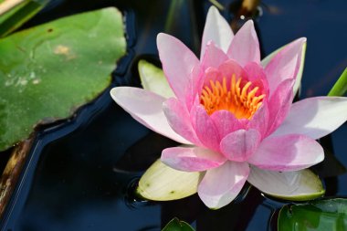 Gölette nilüfer çiçeği 