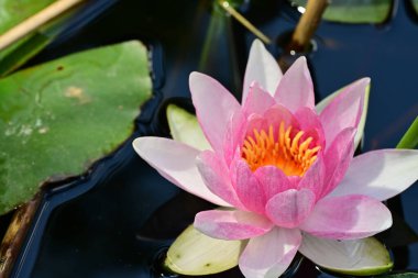 Gölette nilüfer çiçeği 