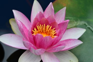 Gölette nilüfer çiçeği 