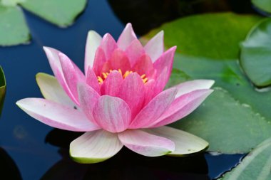 Gölette nilüfer çiçeği 