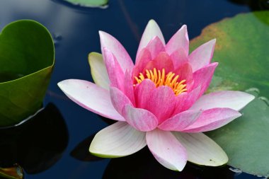 Gölette nilüfer çiçeği 