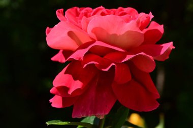 Bahçede güzel bir gül Yaklaş