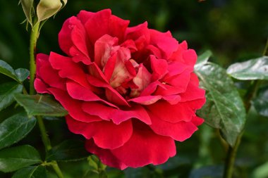 Bahçede güzel bir gül Yaklaş