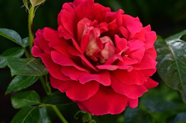 Bahçede güzel bir gül Yaklaş