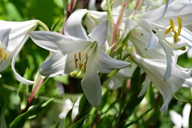 Beyaz zambak çiçekleri kapanıyor