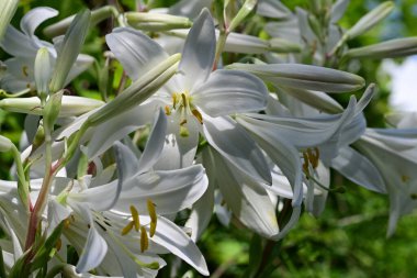 Beyaz zambak çiçekleri kapanıyor