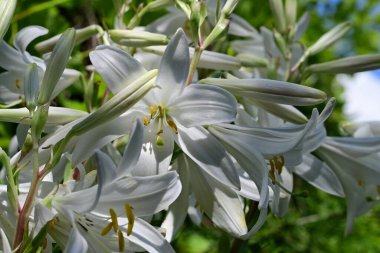 Beyaz zambak çiçekleri kapanıyor
