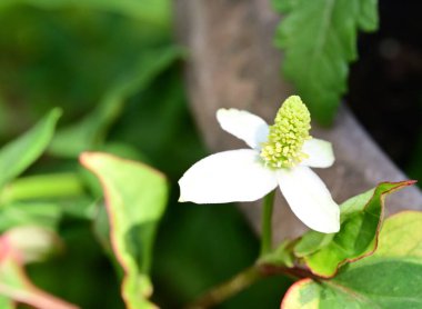 Bahçedeki güzel beyaz çiçekler