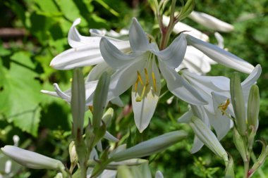 Beyaz zambak çiçekleri kapanıyor