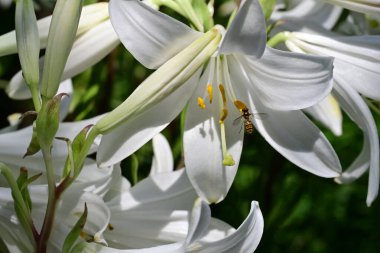 Beyaz zambak çiçekleri kapanıyor