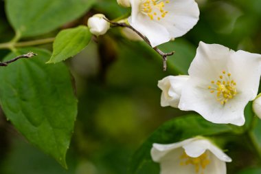 Bahçedeki güzel beyaz çiçekler