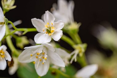 Bahçede beyaz çiçekler, çiçek arkaplanı..