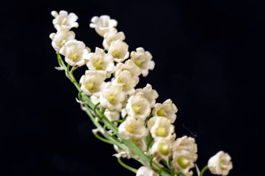 Beyaz zambak vadi çiçekleri siyah arka planda