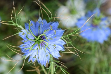 Yeşil çimlerde Nigella çiçeği 