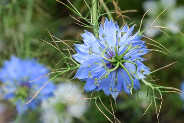 Yeşil çimlerde Nigella çiçeği 