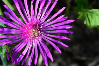 Güzel çiçek açan Lampranthus spektabilis 'i kapatın. 