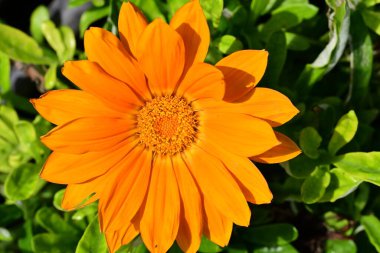 Güzel, güneşli, parlak çiçekler bahçede.