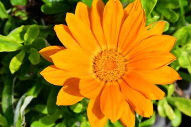 Güzel, güneşli, parlak çiçekler bahçede.